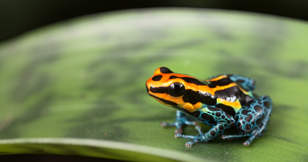 Image of nature in the background with a frog in the front.